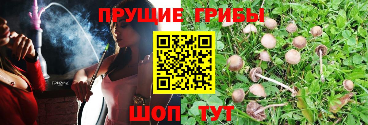 Юрга  Псилоцибиновые грибы Cubensis  Вход с VPN 